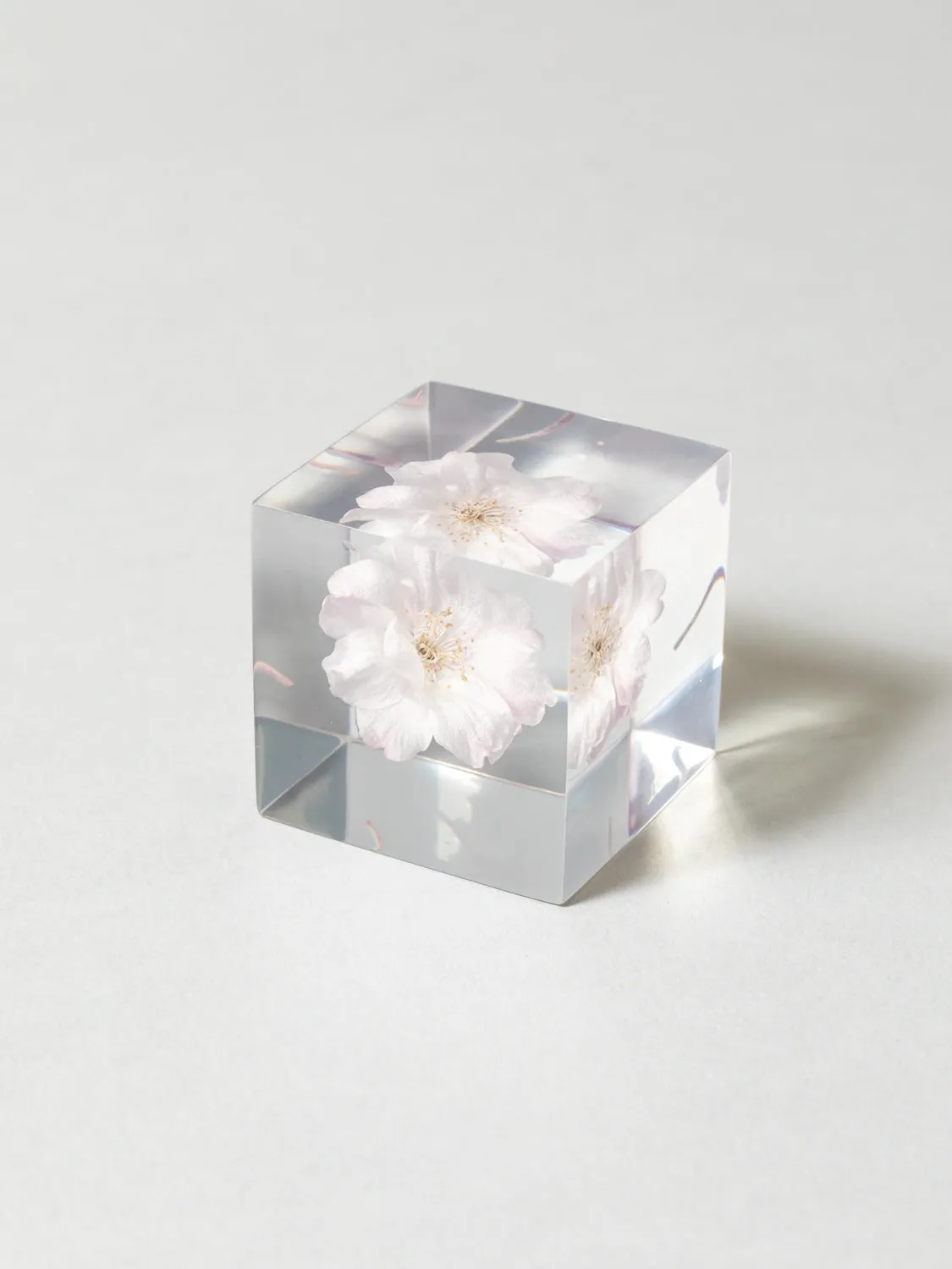 Sola Cube - Yaebenishidare (Sakura)