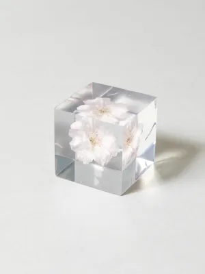 Sola Cube - Yaebenishidare (Sakura)
