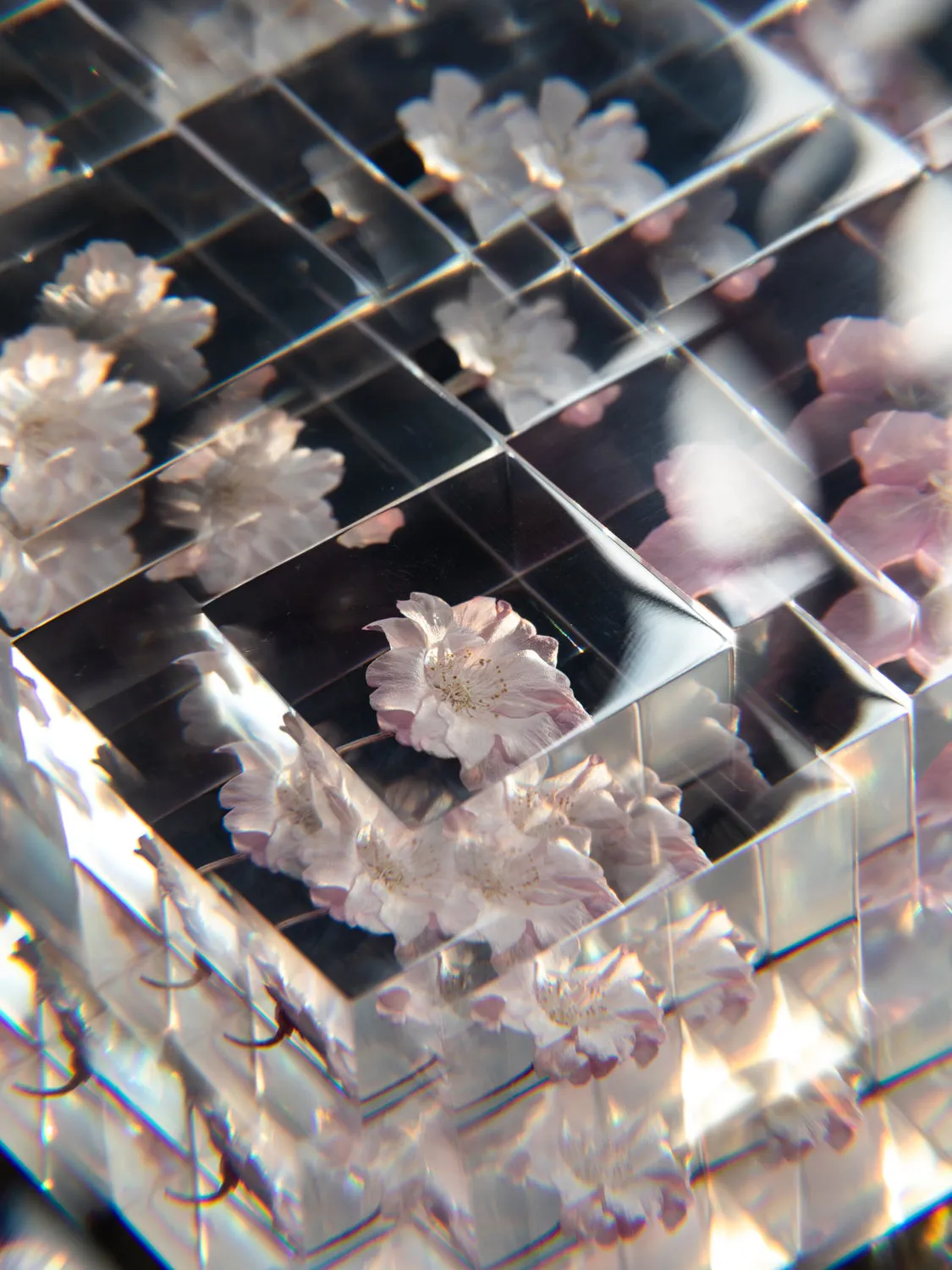 Sola Cube - Yaebenishidare (Sakura)